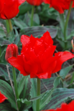Tulp Dubbel Roodkapje